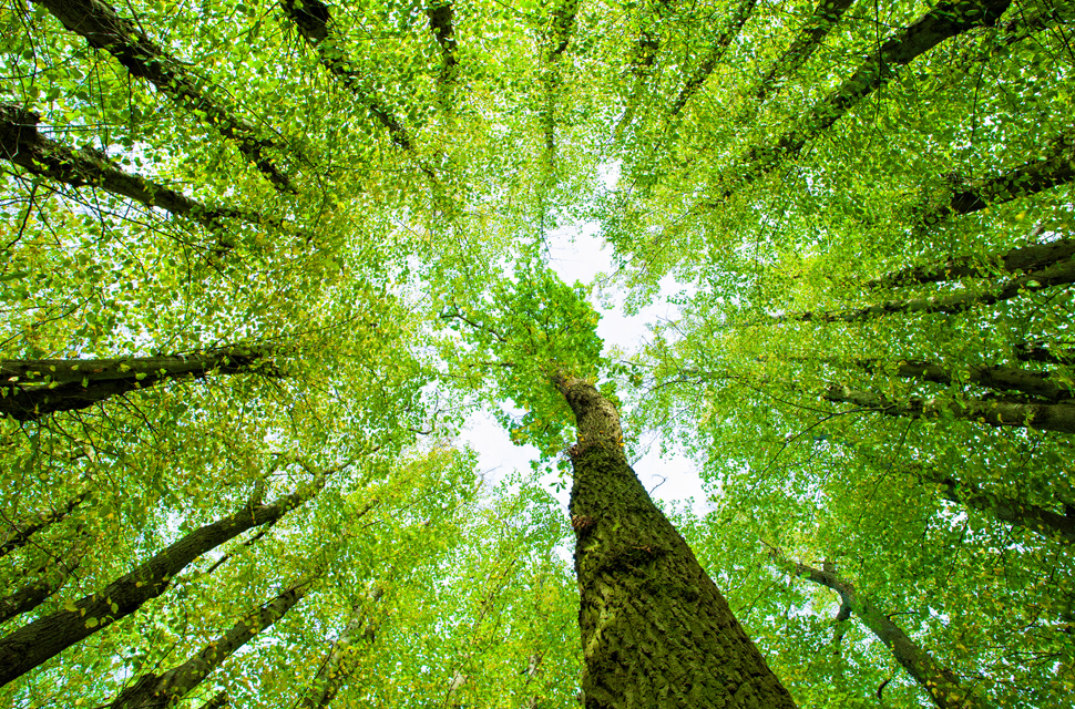 Trees
